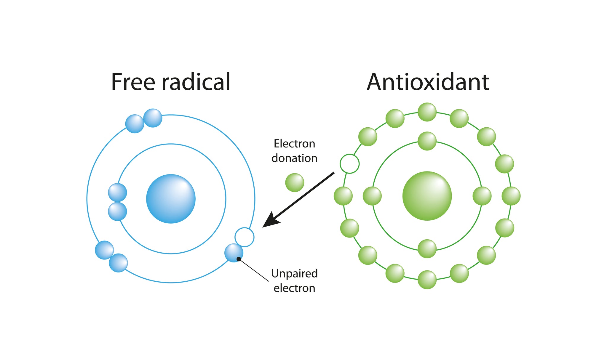 What are Free Radicals? The Facts You Need to Know