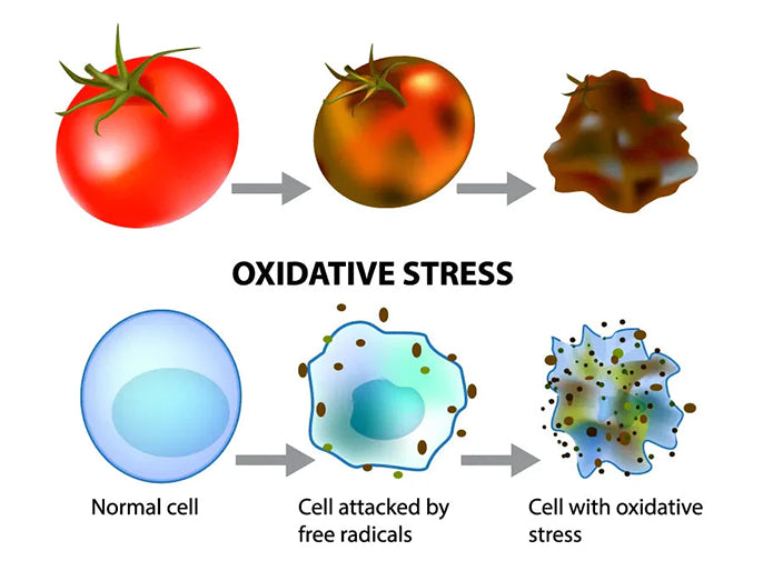 oxidative stress